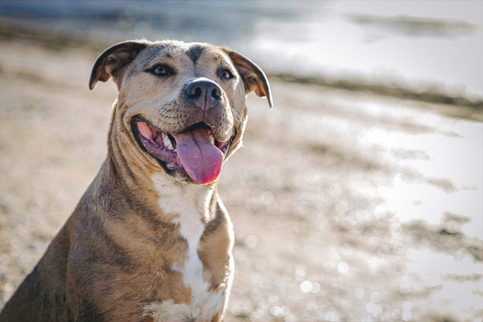 Pet photography